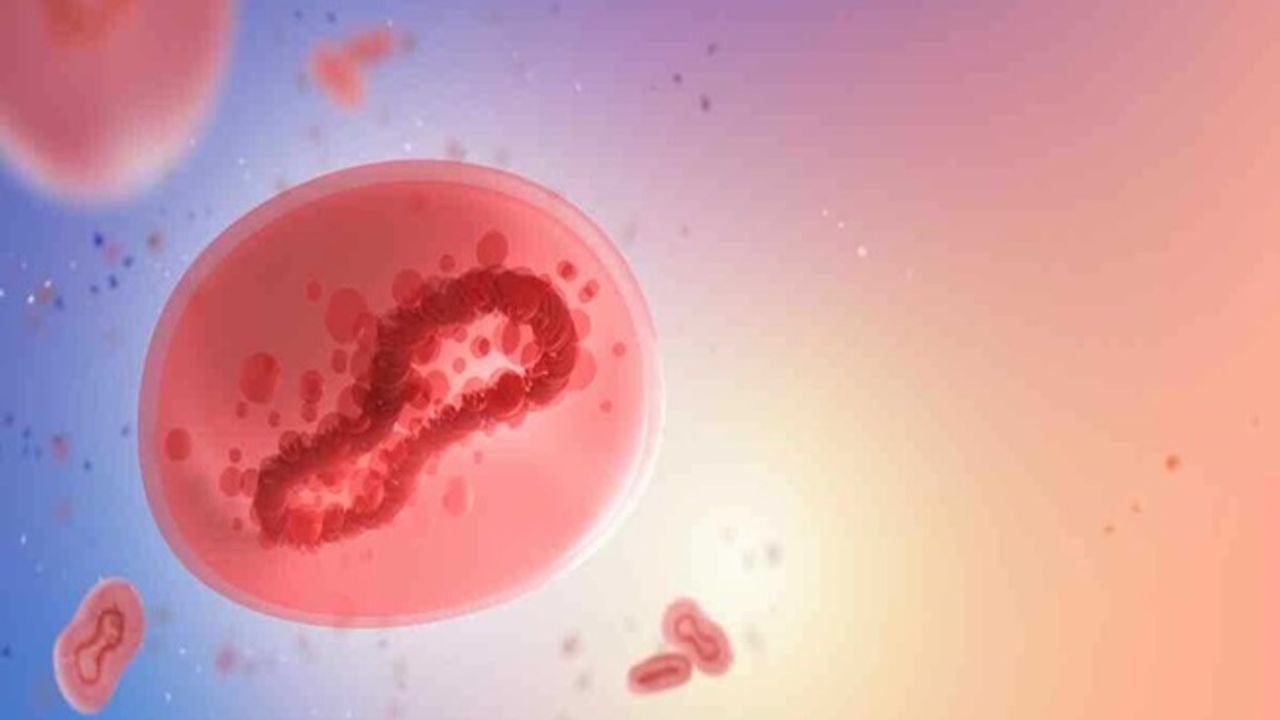 Maymun Çiçeği Virüsü (MPOX) Nedir? Maymun Çiçeği Belirtileri Nelerdir?