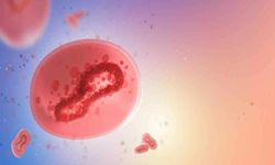 Maymun Çiçeği Virüsü (MPOX) Nedir? Maymun Çiçeği Belirtileri Nelerdir?