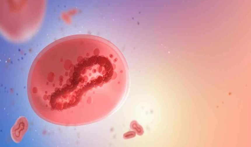 Maymun Çiçeği Virüsü (MPOX) Nedir? Maymun Çiçeği Belirtileri Nelerdir?